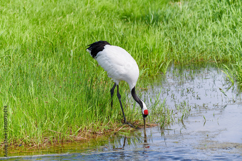 Red - crowned crane in Zhalong Nature Reserve Qiqihar city Heilongjiang province, China. photo