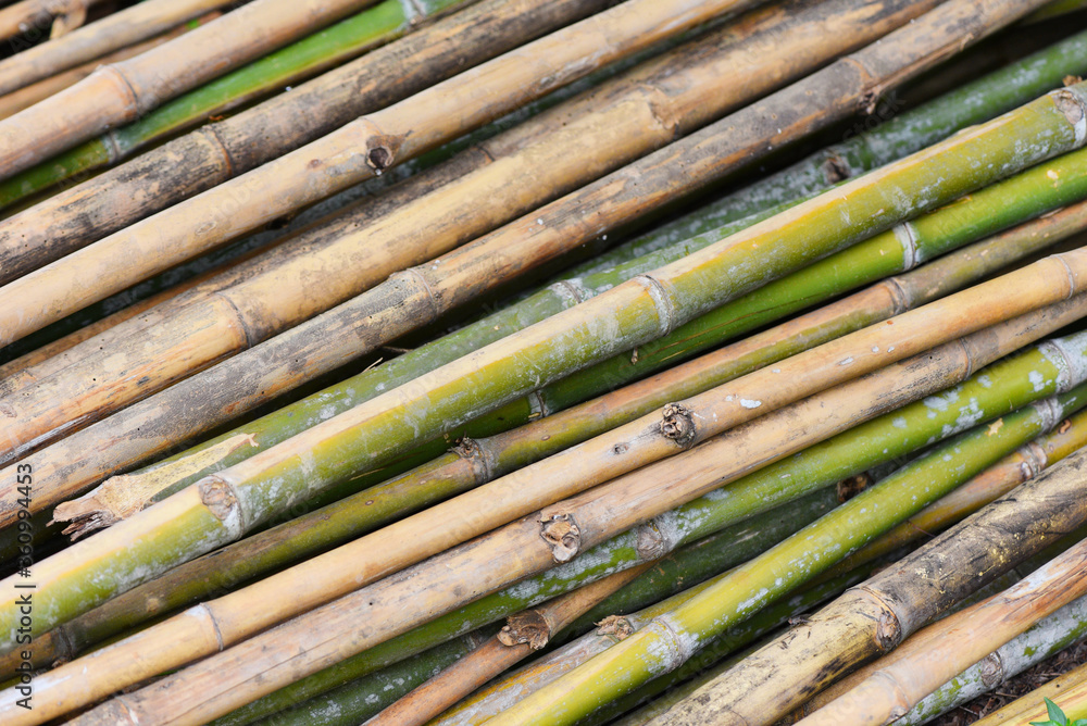 old bamboo wall background / nature wood for fence / old bamboo wall background / nature wood for fence /