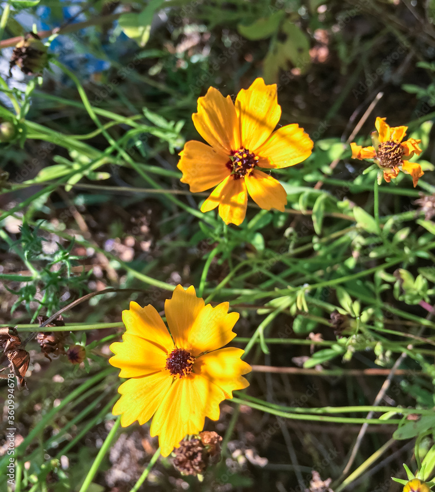 Golden-mane tickseeds flowers growing alongside a country road Golden-mane tickseeds flowers growing alongside a country road
