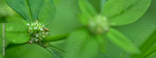 flower petals with green blur background and sunset light. HD Image and Large Resolution. can be used as background and wallpaper. web banners consepts. photo