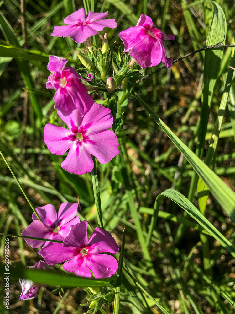 A cluster of verbena flowers and buds in various stages of maturing A cluster of verbena flowers and buds in various stages of maturing