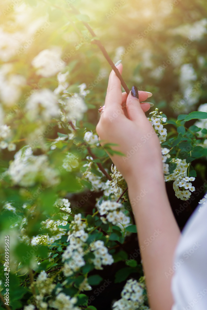 Beautiful girl hands with a branch of a blossoming tree.Sun light Beautiful girl hands with a branch of a blossoming tree.Sun light