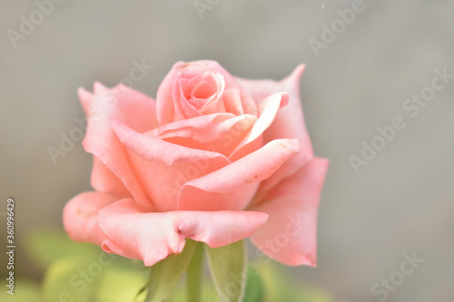 pink rose closeup