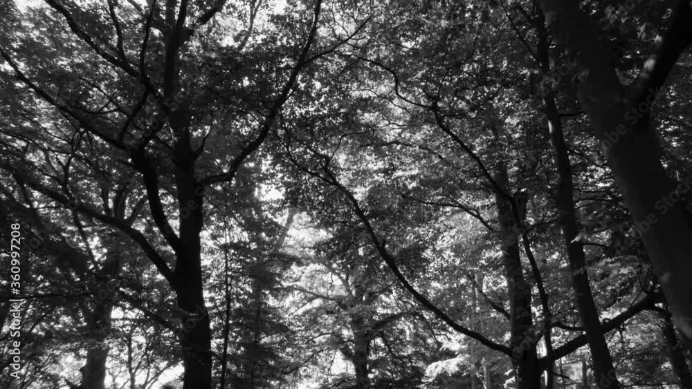 Black And White Summer Forest Landscape Background With Tall Trees - pedestal dolly shot Black And White Summer Forest Landscape Background With Tall Trees - pedestal dolly shot