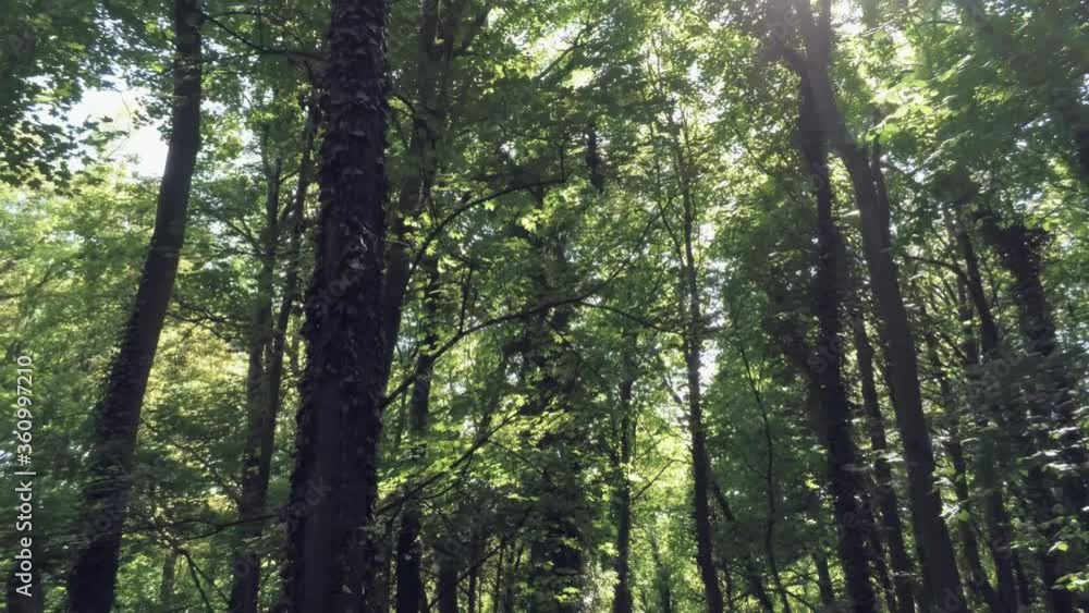 Sunlight Through The Tall Lush Trees In The Forest At Summer - dolly shot (backward) Sunlight Through The Tall Lush Trees In The Forest At Summer - dolly shot (backward)