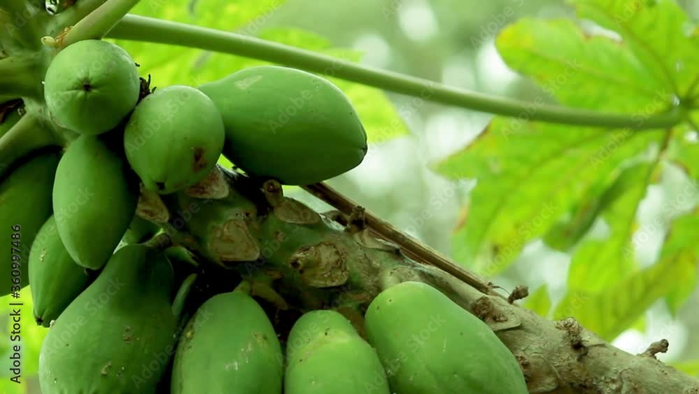 Juicy green papayas on the tree on a cloudy day Juicy green papayas on the tree on a cloudy day