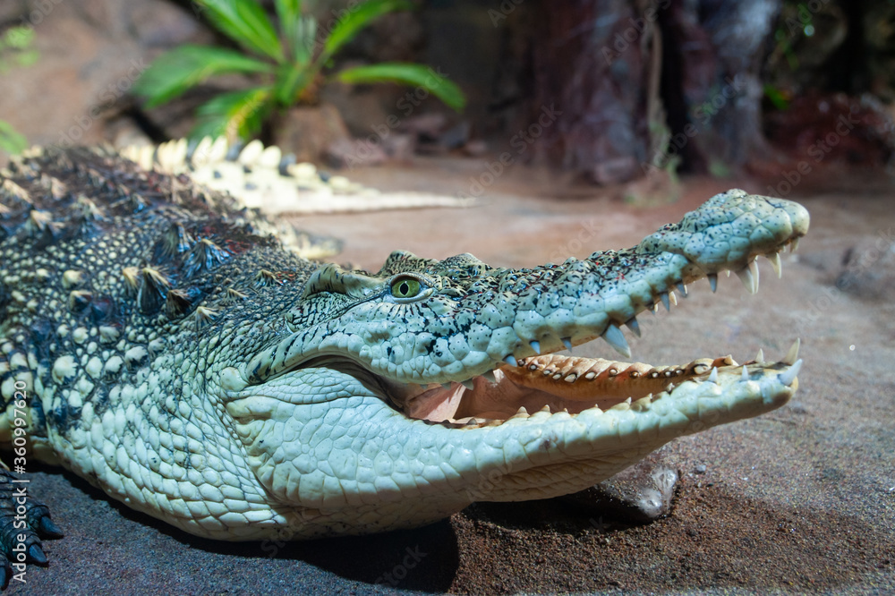 Fototapeta premium Large green crocodile with open mouth in a terrarium