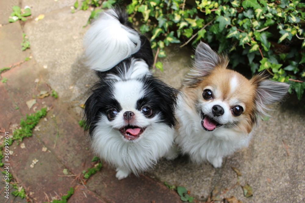 仲良しの笑顔の犬 Stock Photo Adobe Stock