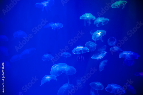 Sea life, a group of white jellyfish floating in a clear water tank. Tender photo, marine background © Mariana