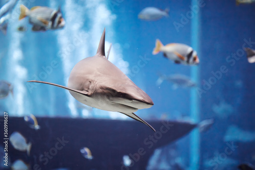 Photography The Shark swimming in large aquarium
