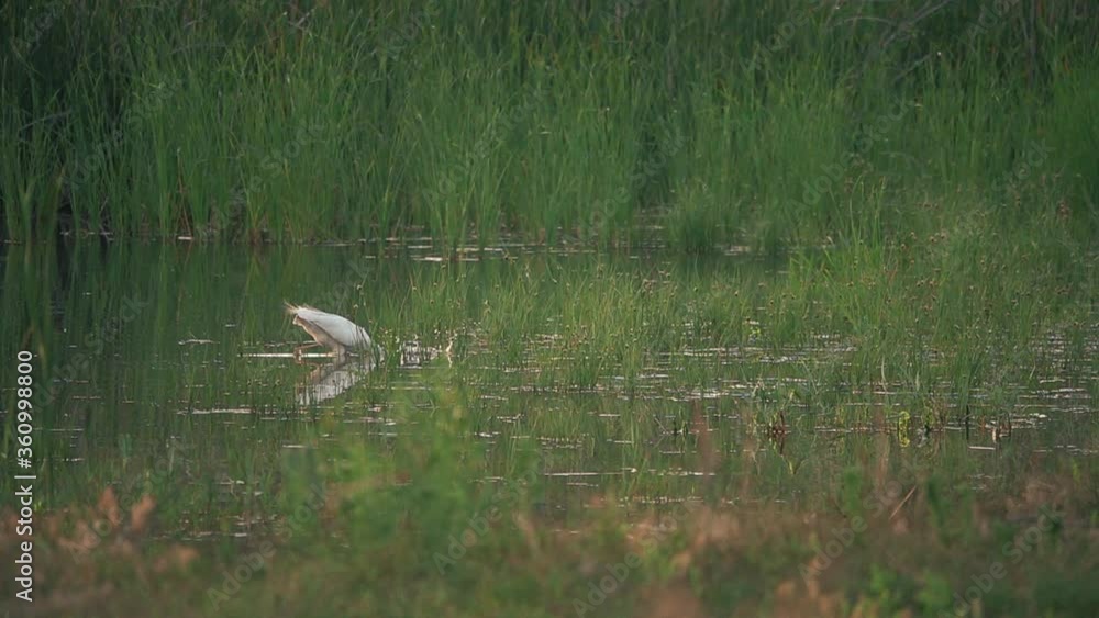 White heron preys on a swamp. Big bird in slow motion. White heron preys on a swamp. Big bird in slow motion.