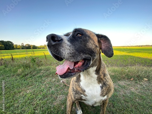 Portrait of dog on grass