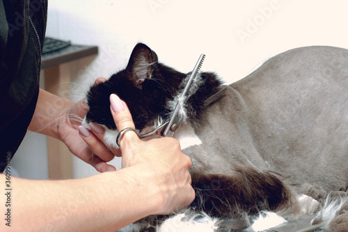 Cat grooming in pet beauty salon. The wizard uses the scissors for trimming the face.
