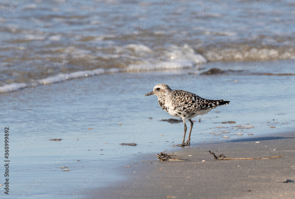 The grey or black-bellied plover (Pluvialis squatarola) The grey or black-bellied plover (Pluvialis squatarola)