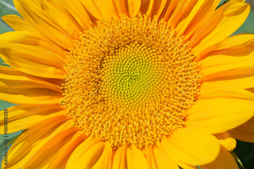 晴れた日に満開になったヒマワリのクローズアップ