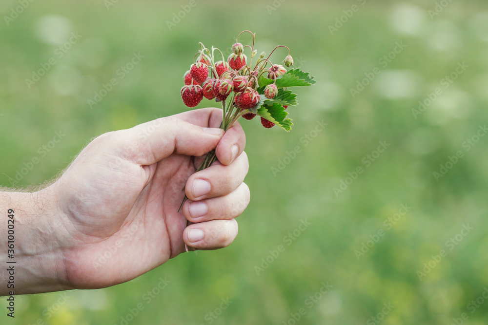 A male hand holds a bouquet with ripe tasty red strawberries on a sunny summer day in the meadow. Traveling in Russia.