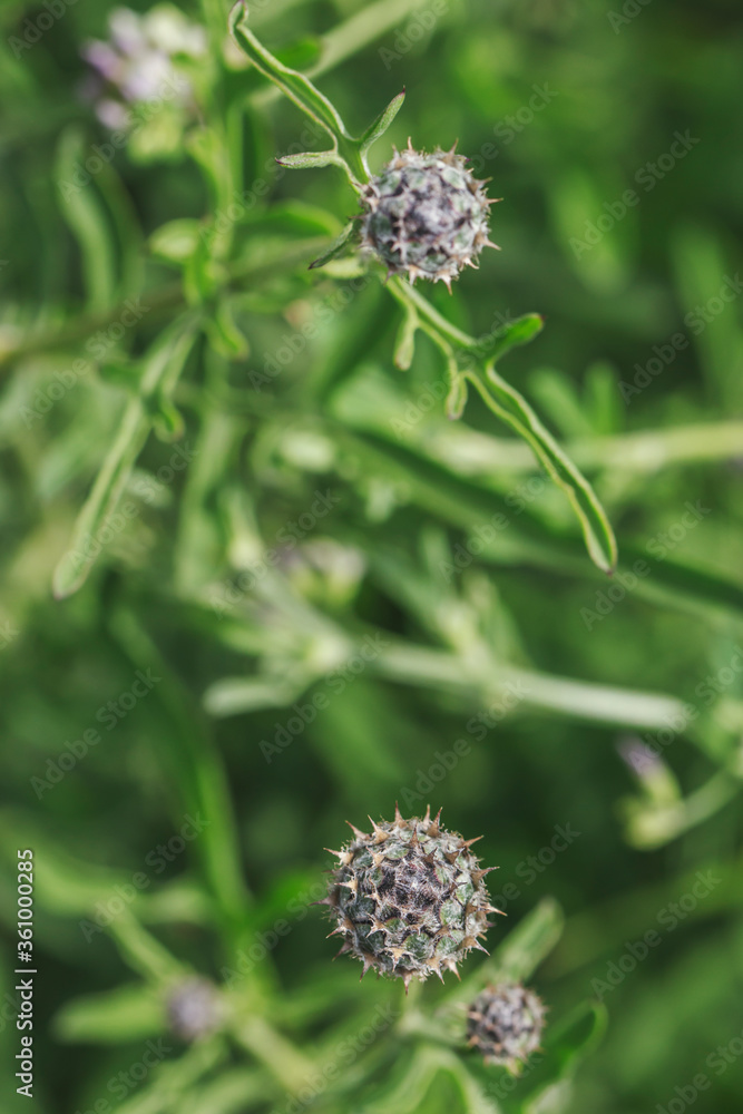 Thistle flowers in the field on a warm sunny day. Beautiful photos of Russian nature. Thistle flowers in the field on a warm sunny day. Beautiful photos of Russian nature.