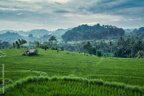 Breathtaking landscape of rice terrace in Bali, Indonesia