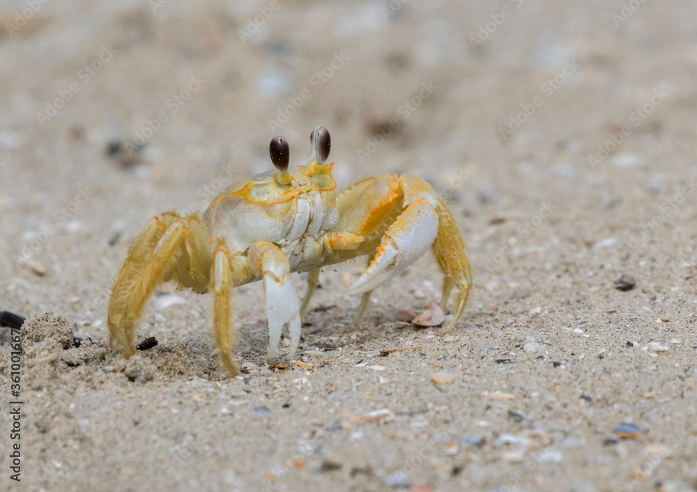 Atlantic ghost crab running on the sand beach close up
