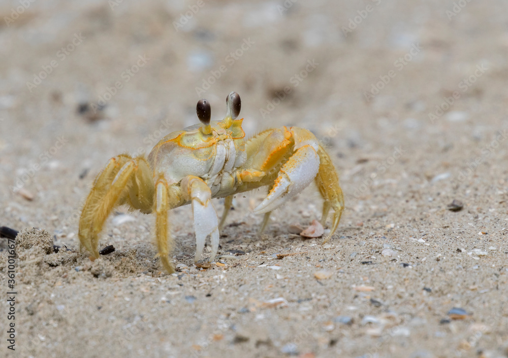 Atlantic ghost crab running on the sand beach close up Atlantic ghost crab running on the sand beach close up