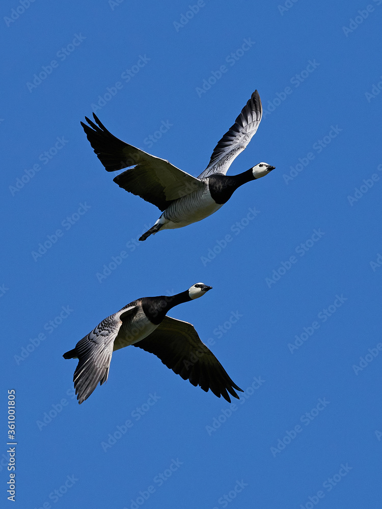 Barnacle geese (Branta leucopsis) in flight in their habitat in Denmark Barnacle geese (Branta leucopsis) in flight in their habitat in Denmark