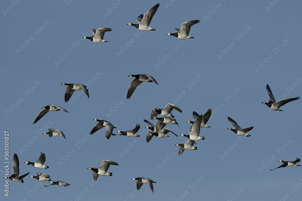 Obraz premium Barnacle geese (Branta leucopsis) in flight in their habitat in Denmark