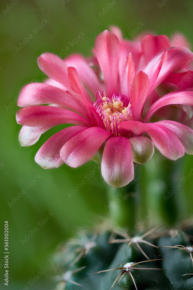 Gymnocalycium baldianum from Catamarca, cactus flowers, closeup Gymnocalycium baldianum from Catamarca, cactus flowers, closeup