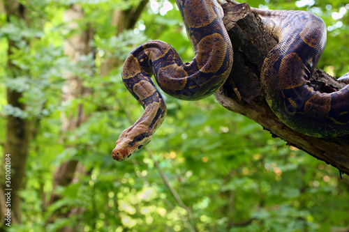 The boa constrictor (Boa constrictor), also called the red-tailed or the common boa on a branch in the middle of the forest. A large snake on a branch in the green of a bright forest. photo