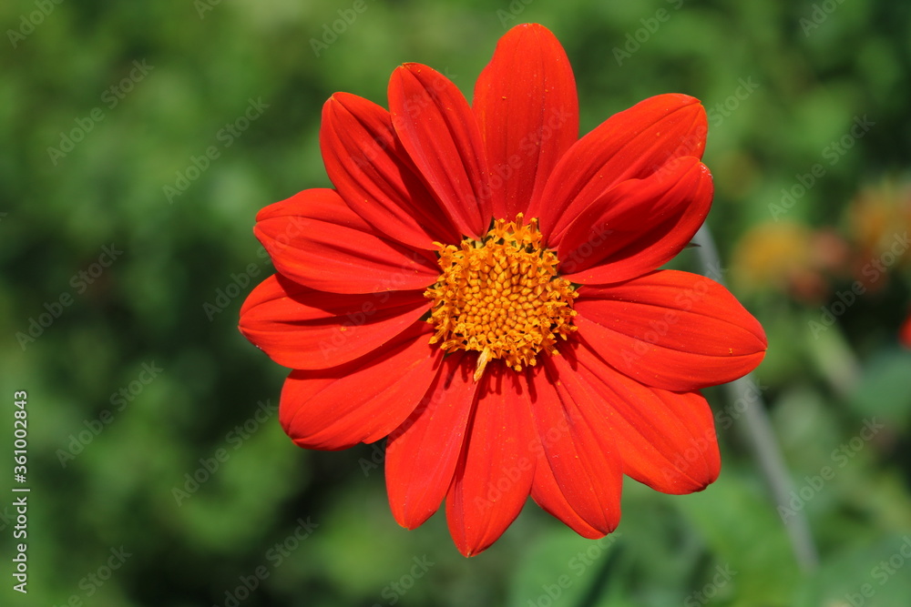 Red flower Red flower