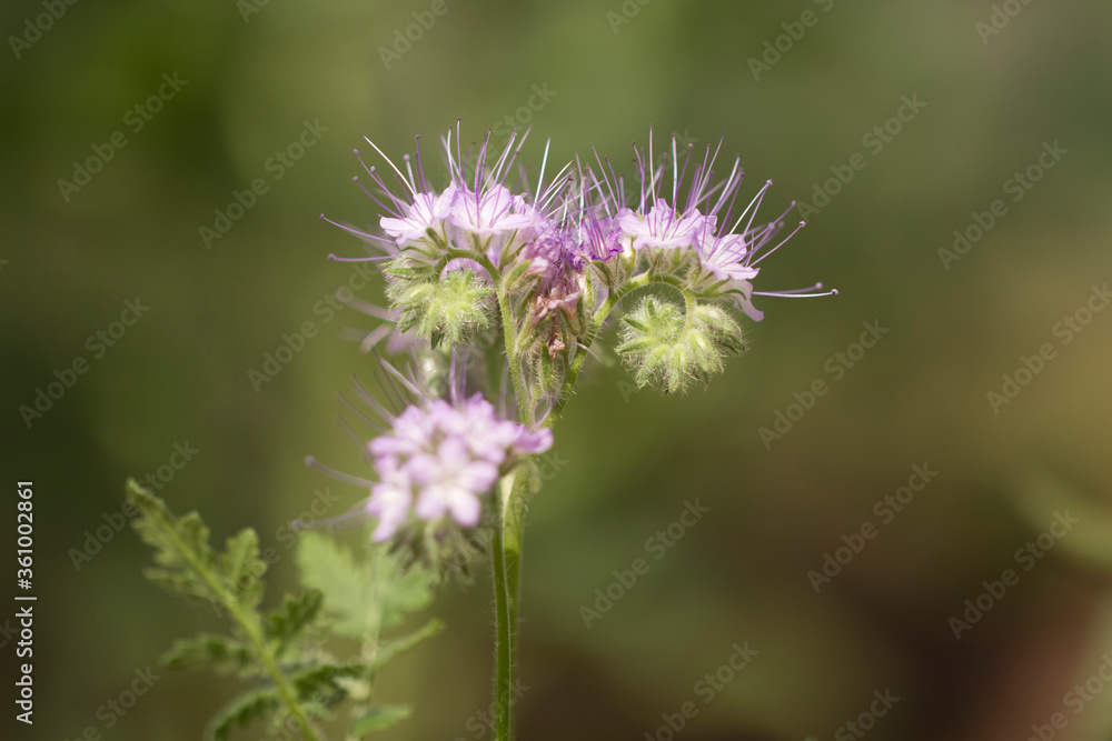 Flower of Phacelia. Purple Phacelia flowers with long stamens in the wild in macro. Flower of Phacelia. Purple Phacelia flowers with long stamens in the wild in macro.