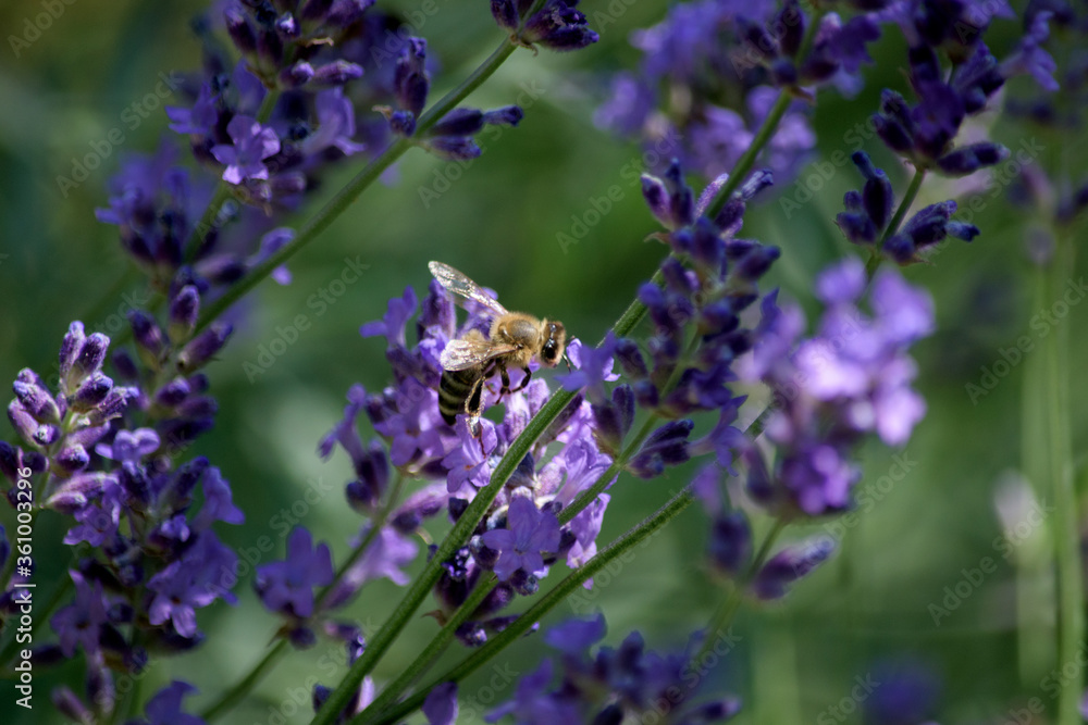A bee collects pollen from lavender flowers. A bee collects pollen from lavender flowers.