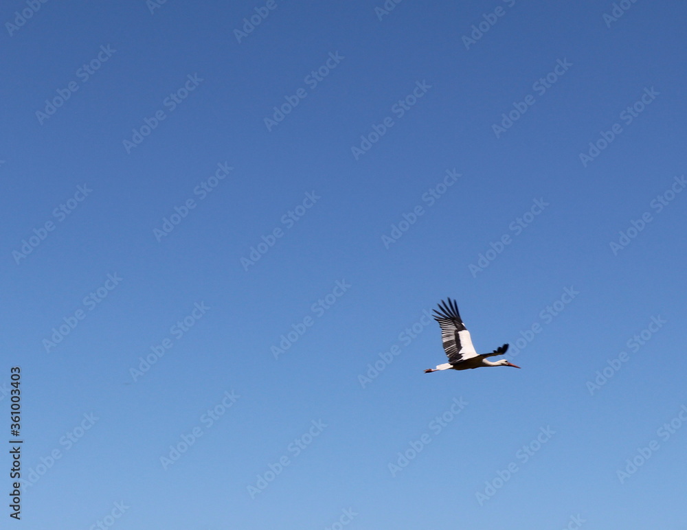 himmel, bird, fliegender, blau, fliege, fliegen, bird, möve, natur, cloud, flugzeug, freiheit, flügel, cloud, weiß, gull, flügel, luft, flieger, tier, wild lebende tiere, gans, wild, anreisen himmel, bird, fliegender, blau, fliege, fliegen, bird, möve, natur, cloud, flugzeug, freiheit, flügel, cloud, weiß, gull, flügel, luft, flieger, tier, wild lebende tiere, gans, wild, anreisen