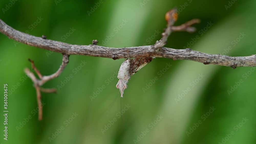 Unicorn Mantis, Ceratomantis saussurii; hanging under a dried twig and vibrating its antennae motionless while its ootheca or eggs can be seen opposite blurred on the twig. Unicorn Mantis, Ceratomantis saussurii; hanging under a dried twig and vibrating its antennae motionless while its ootheca or eggs can be seen opposite blurred on the twig.