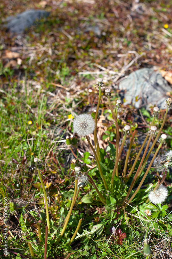 White Dandelion weed plant isolated grass background White Dandelion weed plant isolated grass background