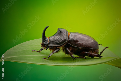 Side view of European Rhinoceros Beetle. Oryctes Nasicornis on a green leaf and flower. © Jaroslav Noska