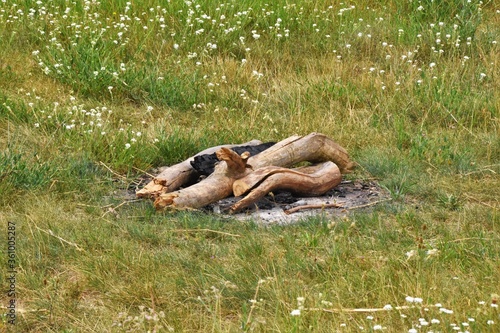 logs for a fire lie outdoors