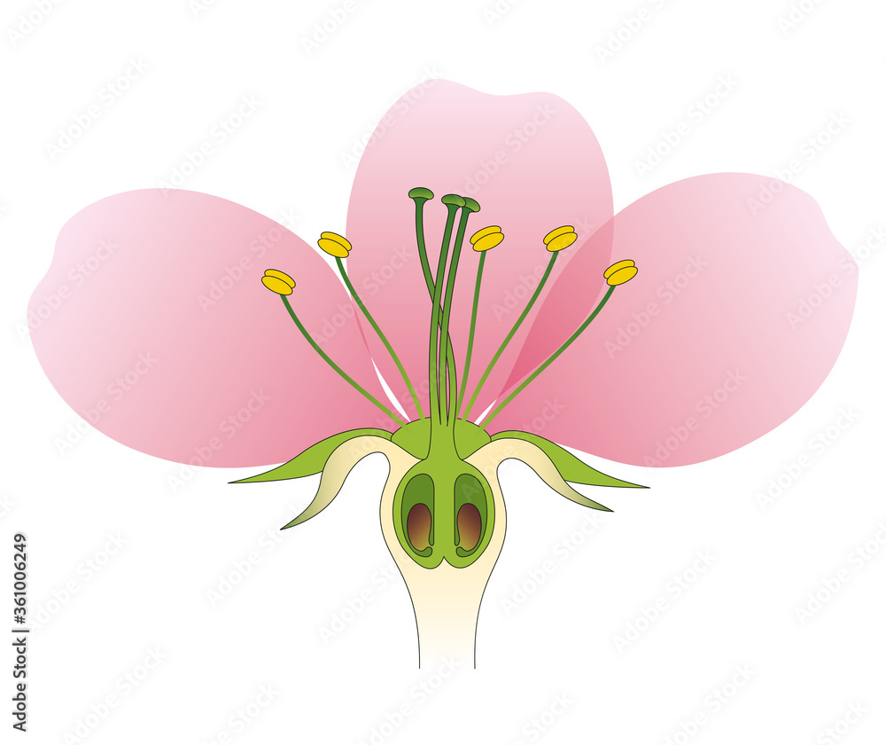 Diagram with cross section of apple flower Stock Illustration Adobe Stock
