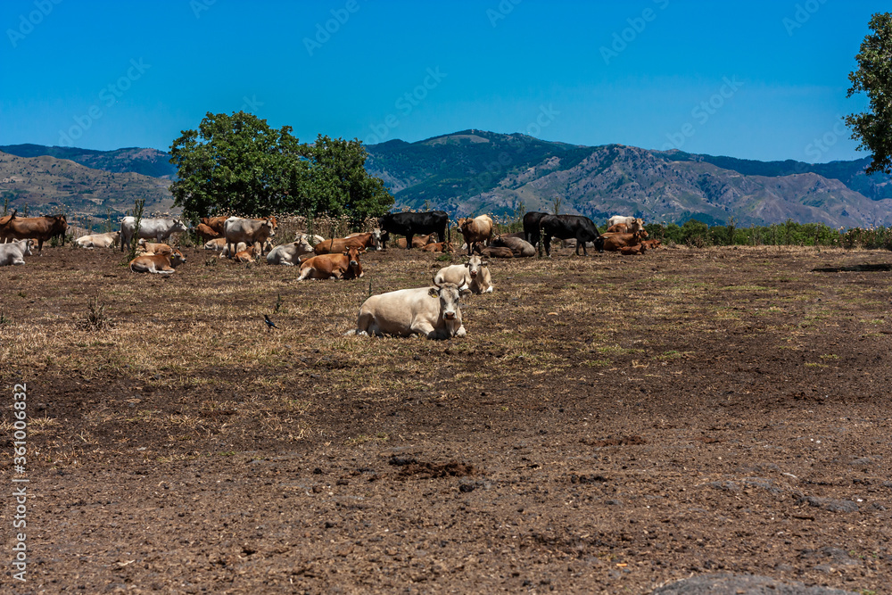 The herd of cows grazes on the hills with grass dried in the sun. Picturesque hilly landscape on the slopes of Etna.