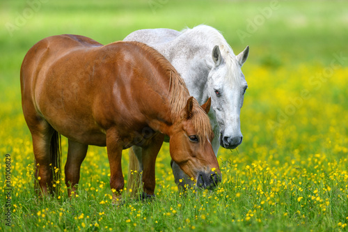 White and brown horse on field of yellow flowers