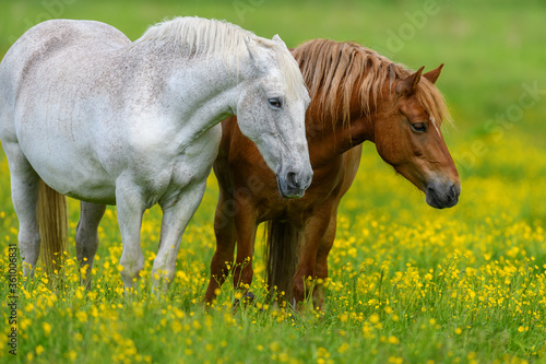 White and brown horse on field of yellow flowers