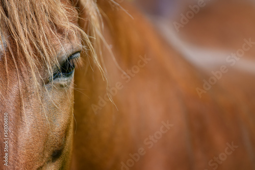 Eye of a brown horse  lit by the sun. Focus on the eyelashes