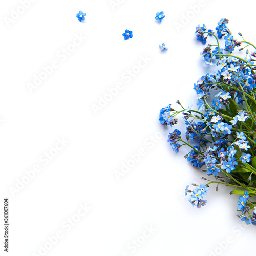 Forget-me-nots on white background