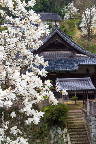 階段のある和風建築の前で咲く木蓮 © sigmaphoto