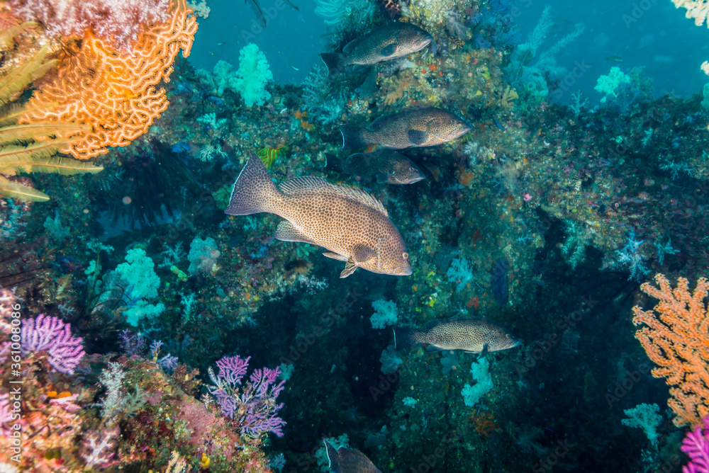 オオモンハタ、 Epinephelus areolatus (Forsskål, 1775)と人工魚礁。三重県尾鷲市 オオモンハタ、 Epinephelus areolatus (Forsskål, 1775)と人工魚礁。三重県尾鷲市