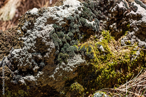 Beautiful green moss on the rough stones in the forest. Natural moss texture background for wallpaper. Selective focus.