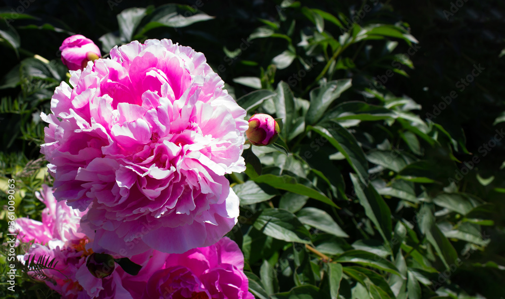 Fototapeta premium pink peon on a bush in the garden