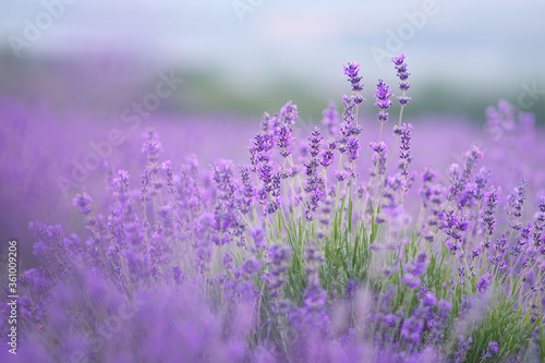 Lavender flowers portrait