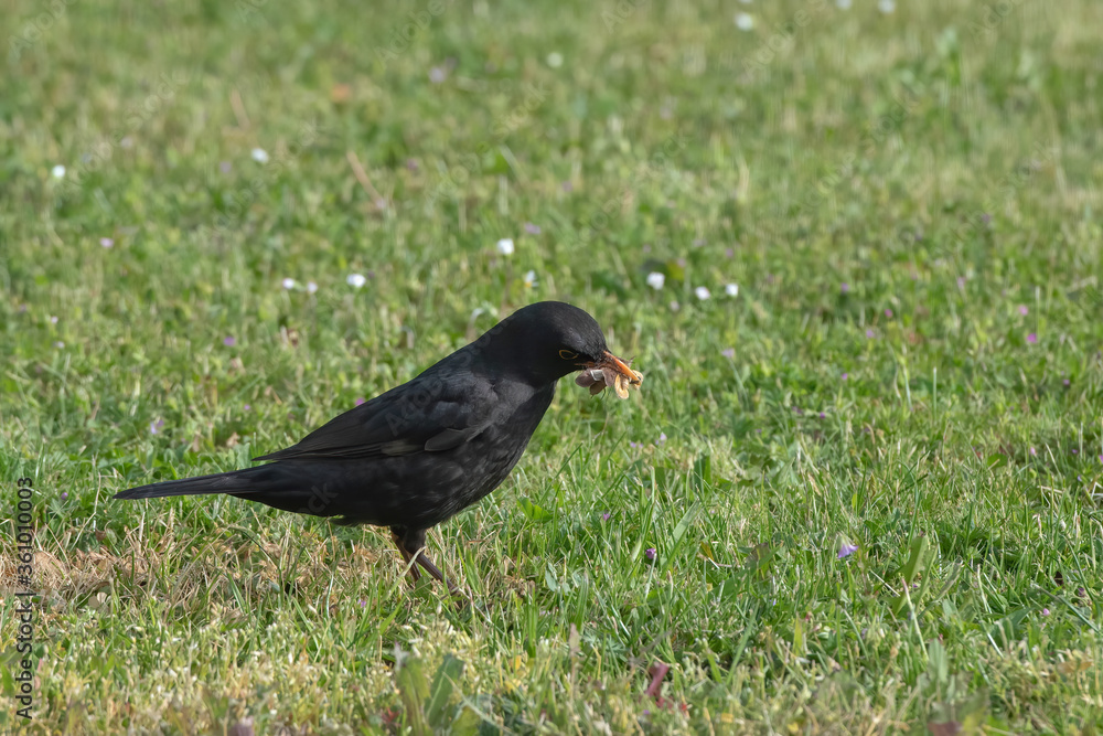 blackbird eating a caterpillar in the meadow blackbird eating a caterpillar in the meadow