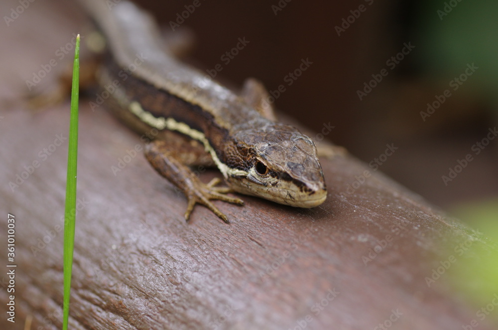 木の上で休むカナヘビ