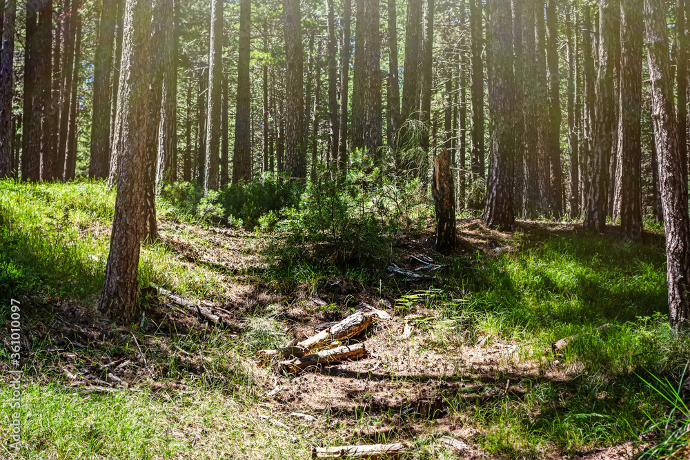 Obraz premium Sunbeams cast through trees in pine forest. Enchanting scenery of natural lighting of sun and nature. Travel concept